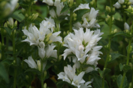 Campanula glomerata 'Alba' bestellen